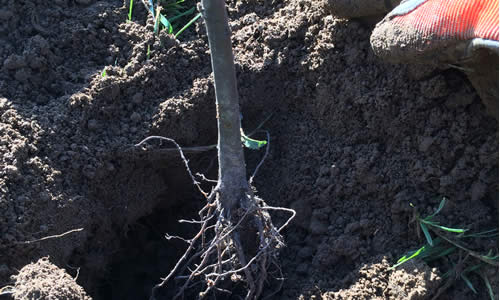 Plantation d'arbres