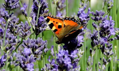 Un papillon posé sur de la lavande.