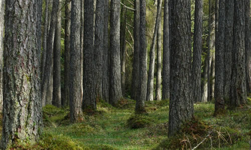 Une forêt densément boisée.