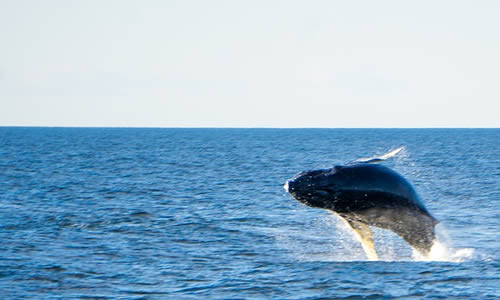 Une baleine dans l'océan.