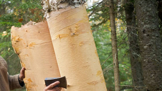 recolte-ecorce-bouleau Récolte de l'écorce de bouleau pour le xylitol ou pour fabriquer des objets comme des canots.