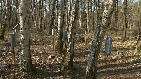 seve-bouleau Récolte de la sève de bouleau en Sarthe